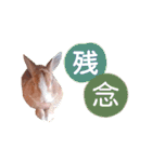 うさぎの若6（個別スタンプ：9）
