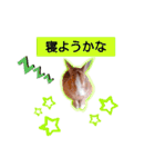 うさぎの若6（個別スタンプ：10）