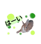 うさぎの若6（個別スタンプ：11）