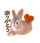 うさぎの若6（個別スタンプ：14）