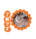 うさぎの若6（個別スタンプ：17）