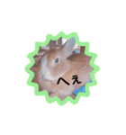 うさぎの若6（個別スタンプ：19）
