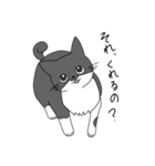 Cats  Room（個別スタンプ：14）