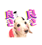 lovelyダックスフンド・アンの笑いシリーズ（個別スタンプ：19）