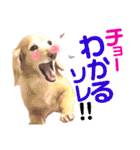 lovelyダックスフンド・アンの笑いシリーズ（個別スタンプ：20）
