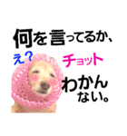 lovelyダックスフンド・アンの笑いシリーズ（個別スタンプ：33）