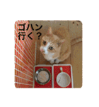 クマハウスの猫たち（個別スタンプ：9）