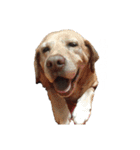 hase__zoo2（個別スタンプ：1）