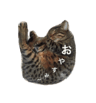 hase__zoo2（個別スタンプ：2）