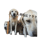 hase__zoo2（個別スタンプ：9）