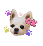 日常のショコラ2（個別スタンプ：1）