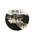 でんつの会（個別スタンプ：7）