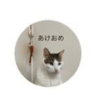 でんつの会（個別スタンプ：8）