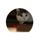 でんつの会（個別スタンプ：12）