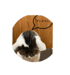 でんつの会（個別スタンプ：16）