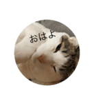 でんつの会（個別スタンプ：20）