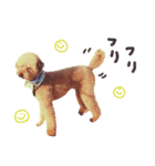トイプーのたまごくん（個別スタンプ：4）