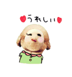 トイプーのたまごくん（個別スタンプ：16）