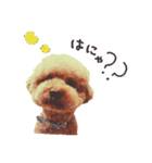 トイプーのたまごくん（個別スタンプ：17）
