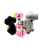 プードル ルーク（個別スタンプ：6）