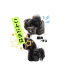 プードル ルーク（個別スタンプ：7）