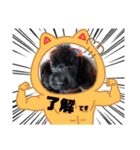 プードル ルーク（個別スタンプ：16）