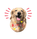 ミニチュアダックス・スタンプ②（個別スタンプ：5）