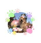 ミニチュアダックス・スタンプ②（個別スタンプ：6）