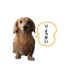 ミニチュアダックス・スタンプ②（個別スタンプ：7）
