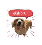 ミニチュアダックス・スタンプ②（個別スタンプ：11）