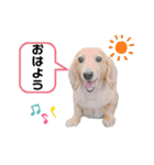 ミニチュアダックス・スタンプ②（個別スタンプ：13）