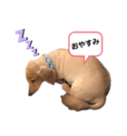 ミニチュアダックス・スタンプ②（個別スタンプ：14）