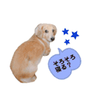 ミニチュアダックス・スタンプ②（個別スタンプ：16）