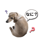 ミニチュアダックス・スタンプ②（個別スタンプ：28）