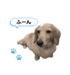 ミニチュアダックス・スタンプ②（個別スタンプ：32）