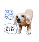 ミニチュアダックス・スタンプ②（個別スタンプ：37）