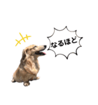 ミニチュアダックス・スタンプ②（個別スタンプ：39）