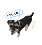 シュナウザーのモナちゃんスタンプ（個別スタンプ：15）