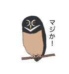 フクロウさんのスタンプ（個別スタンプ：8）