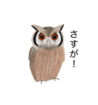 フクロウさんのスタンプ（個別スタンプ：21）