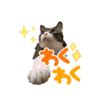 もぐもぐ＆にこぷー Part.4（個別スタンプ：5）