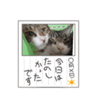 もぐもぐ＆にこぷー Part.4（個別スタンプ：26）