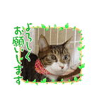 もぐもぐ＆にこぷー Part.4（個別スタンプ：39）