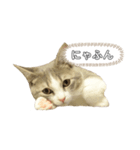 顔と鳴きで語るあお（個別スタンプ：1）