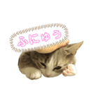 顔と鳴きで語るあお（個別スタンプ：3）