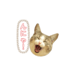 顔と鳴きで語るあお（個別スタンプ：4）
