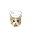 顔と鳴きで語るあお（個別スタンプ：7）
