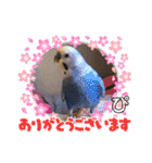 ぴーちゃんのぴぴぴスタンプ2（個別スタンプ：5）