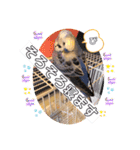 ぴーちゃんのぴぴぴスタンプ2（個別スタンプ：13）