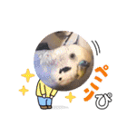 ぴーちゃんのぴぴぴスタンプ2（個別スタンプ：16）